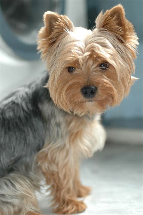 43 best images about Yorkies haircuts on Pinterest