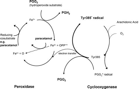 Mechanism Of Action Of Acetaminophen