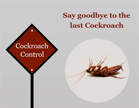 Cockroach control in Chennai | Cockroach control services in Chennai