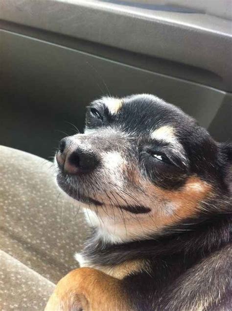 31 Dog Reactions For Everyday Situations | Funny dog faces, Funny dogs ...