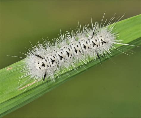 Hickory Tussock Moth: Identification, Life Cycle, Facts & Pictures