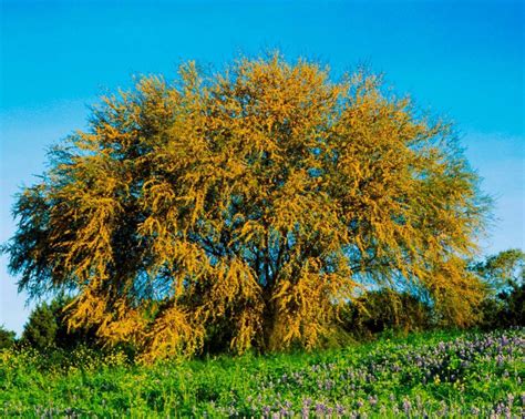 huisache tree - Google Search | Acacia tree, Plants, Tree