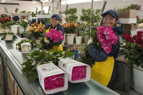 Rocklea Flower Markets Sunday | Best Flower Site