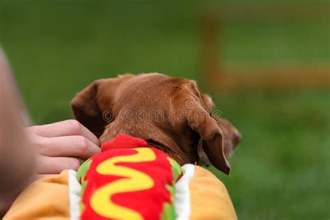 Dachshund in Hot Dog Costume Looks at Hurdles Stock Image - Image of animal, sport: 258738105