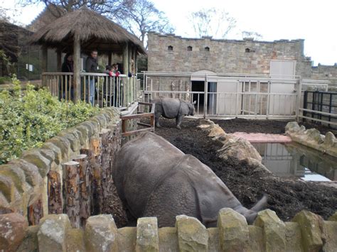 Edinburgh Zoo (Edinburgh) - Visitor Information & Reviews