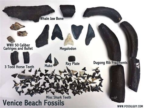 Fossilguy.com: Guide to Venice Beach Fossil Shark Teeth Hunting | Shark teeth, Shark tooth ...