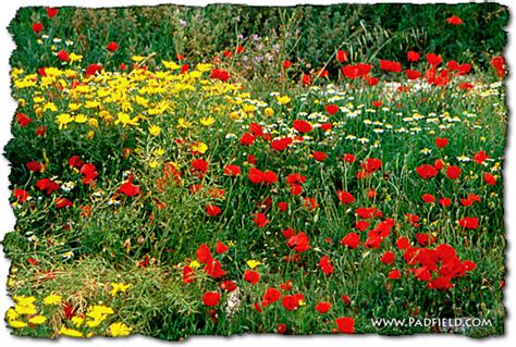 Lilies of the Field in Israel Are Scarlet Poppies