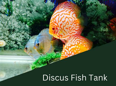 Discus Fish Tank Review