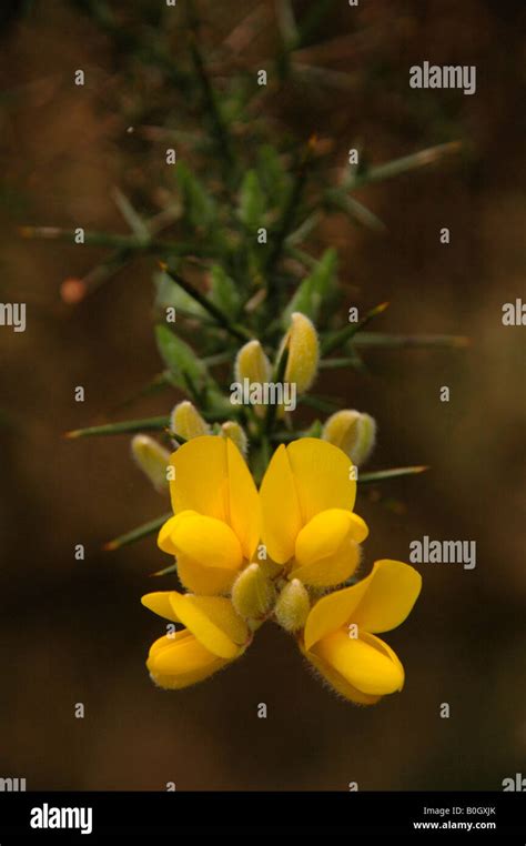 gorse in flower Stock Photo - Alamy