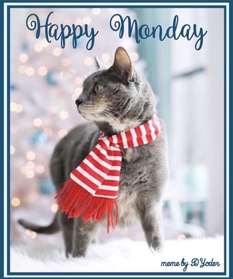 Happy Monday Cat with Christmas Scarf | Monday cat, Happy monday, Happy