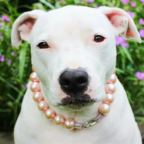 Jumbo Chunky Pink Pearl Collar | Dog pearls, Pearl dog collar, Cat collars