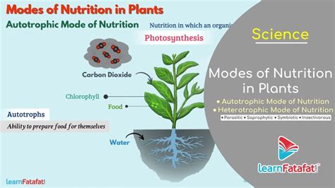 Nutrition in Plants Class 7 Science | Modes of Nutrition in Plants ...