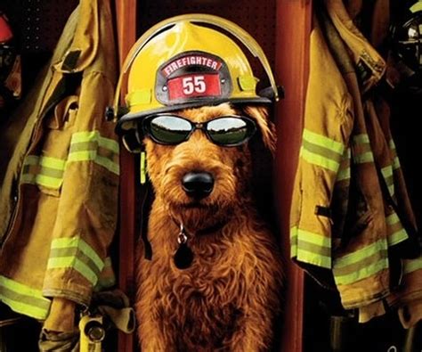 Firehouse Dog Movie Review and Ratings by Kids