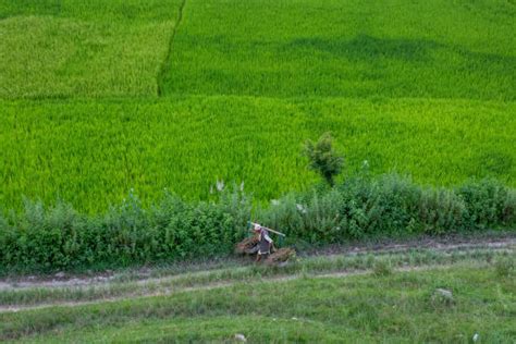 200+ Rice Paddy Rice Nepalese Culture Nepal Stock Photos, Pictures & Royalty-Free Images - iStock