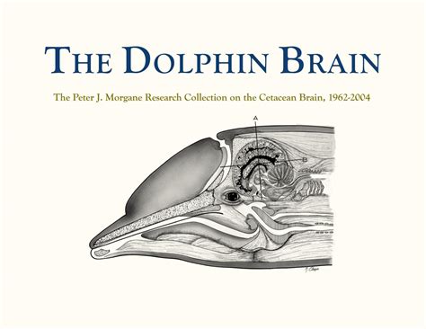 Whale Brain Diagram