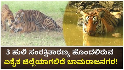 Male Mahadeshwara Betta Wildlife Sanctuary Declared As Tiger Protected ...