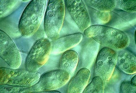 10 Interesting Protist Facts | Protists, Single-celled organisms ...