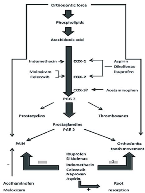 Mechanism of action of NSAIDs in tooth movement resulting from ...