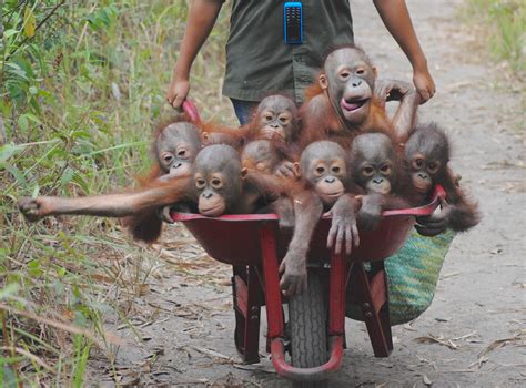 These abandoned baby orangutans on a ‘school run’ are wheely cute! | real fix