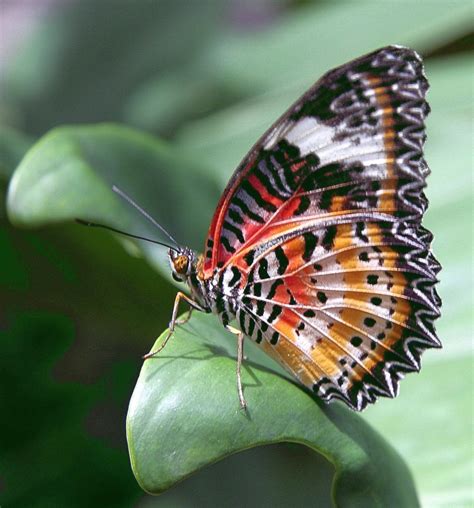 Changi Airport . Butterfly Garden | Singapore 2010 | Franz * | Flickr