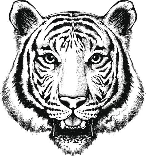 Black And White Tiger Drawing at GetDrawings | Free download