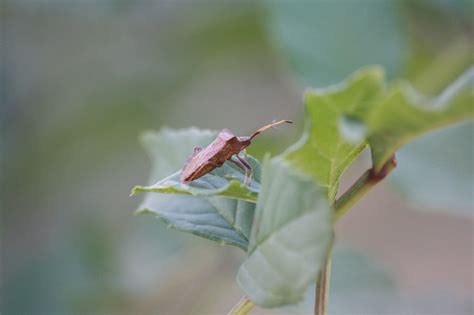 Bug Leaf Macro - Free photo on Pixabay - Pixabay