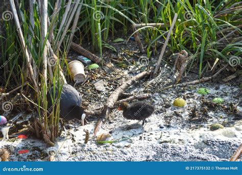 Polluted River Water with Animals Stock Photo - Image of conservation, disaster: 217375132