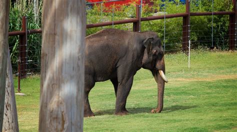 Oklahoma City Zoo Tours - Book Now | Expedia