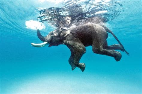 Sumer Verma, India's first underwater photographer - PANTHALASSA ...