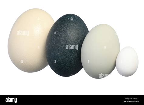 size comparison of the eggs of ostrich (largest egg of the world Stock Photo: 7724409 - Alamy