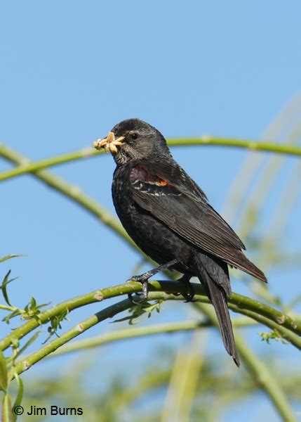 Tricolored Blackbird