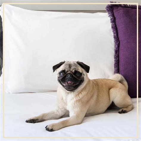 8 Dog-Friendly Hotels In Sydney