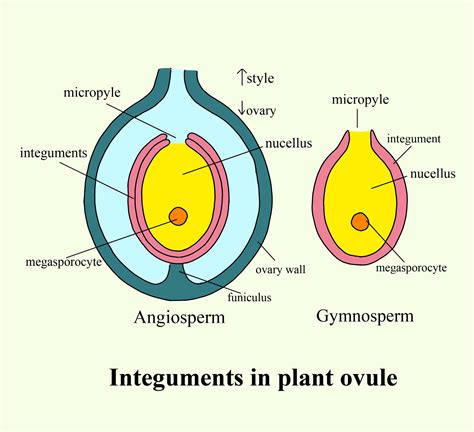 Plant Ovule