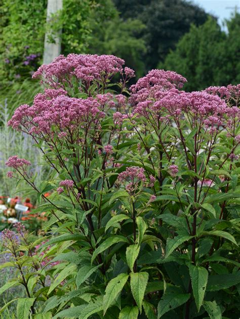 Eupatorium capillifolium 'Elegant Feather' - Romence Gardens & Greenhouses