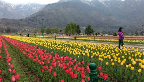 Kashmir Tulip Festival 2023: Experience The Tulip Blossom - Liamtra Blogs