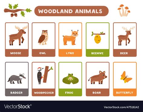 Cute cartoon woodland animals with names Vector Image