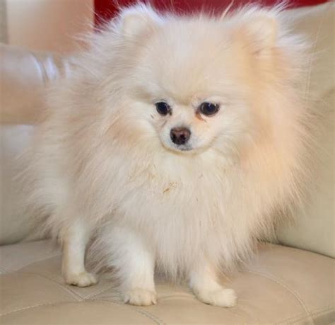 Pomeranian Puppy for Sale - Adoption, Rescue for Sale in Carteret, New ...