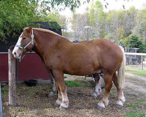 Belgian Farmland, Featuring the Belgian Horse | Reach the World