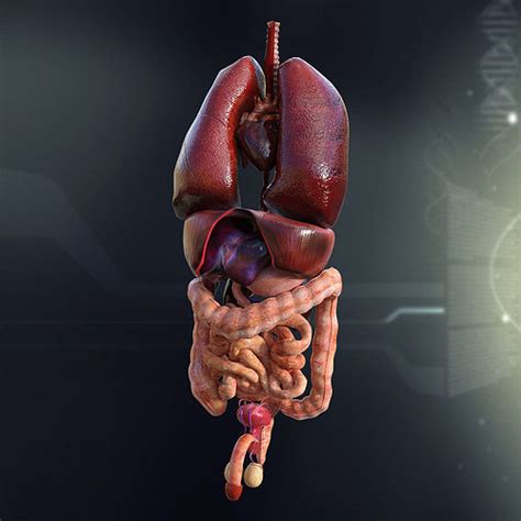 Human Male Internal Organs 3D model | CGTrader