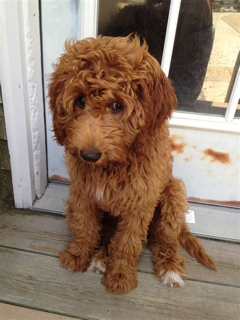 Pin by Golden Doodle on Goldendoodle1.com | Goldendoodle, Cute dogs ...