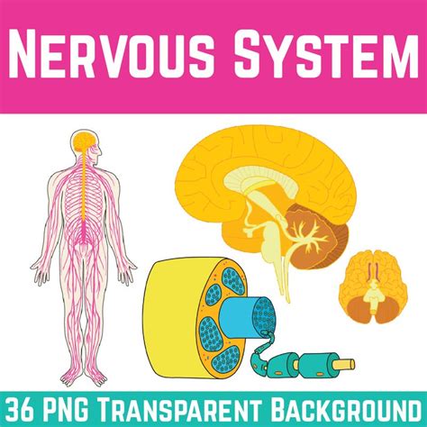 Free clip nervous systems, Download Free clip nervous systems png ...