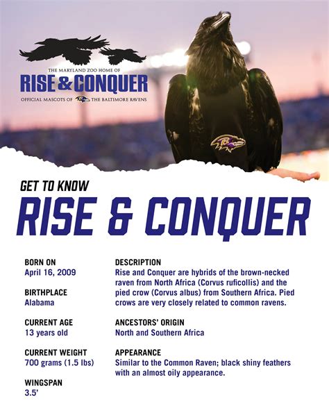 Baltimore Ravens | Mascots | Rise and Conquer