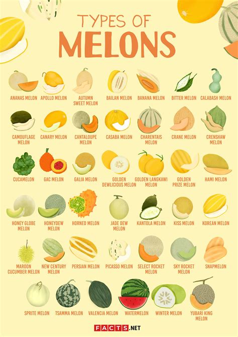 Types of Melons | Fruits and vegetables list, Melon benefits, Food facts