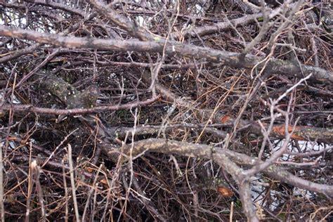 Brushwood stock image. Image of wood, garden, gray, texture - 32406713