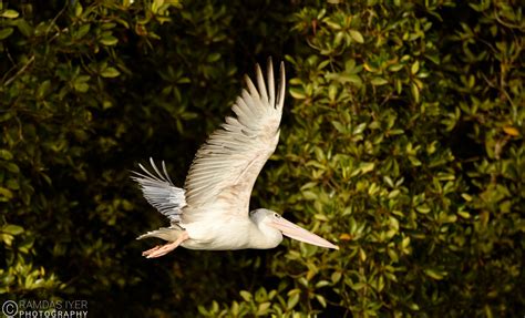 Wildlife along the Gambia river – Ramdas Iyer Photography