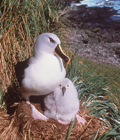 Grey-headed albatross – Australian Antarctic Program