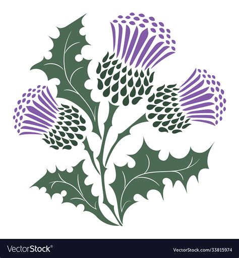 Thistle onopordum acanthium scottish thistle Vector Image