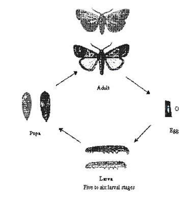 Army Worms: Wiping Out Munching Menaces - Epic Gardening