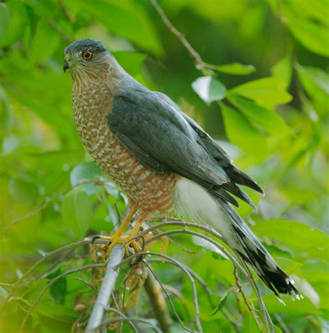 Cooper’s Hawk – Friends of Edgewood