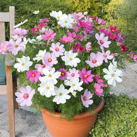 50 Mixed Dwarf Cosmos Flower Seeds - Welldales